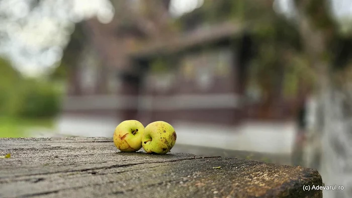 Autumn apples. Photo Daniel Guță