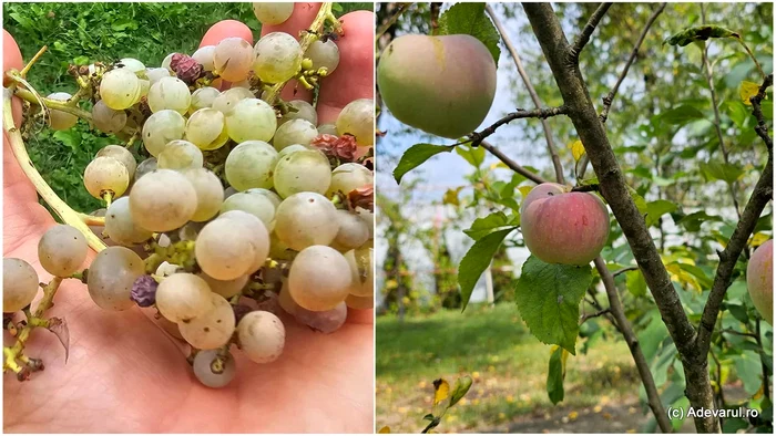 Autumn fruits. Photo: Daniel Guță