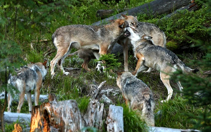 Wolves. Source: freepik.com