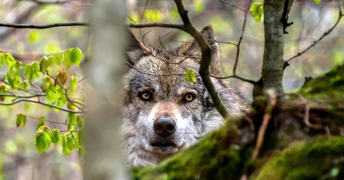 Video the wolf that frightened a hidden village in the mountains, kidnapped by a woman. "It was something unclean to him. He had human features."