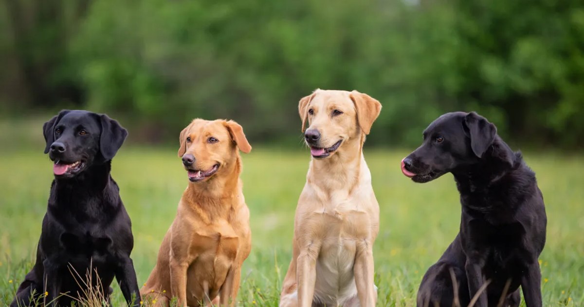 Why do they lick their dogs? Experts warn that it is not a sign of hunger. The seemingly trivial gesture hides a discomfort