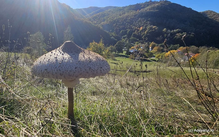 Mushroom. Photo Daniel Guță, THE TRUTH