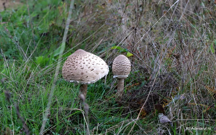 The mushroom on the meadows. Photo Daniel Guță THE TRUTH