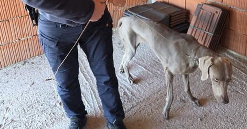 A dog that went missing during an exhibition was found by the police after 48 hours: "Crying with joy!"