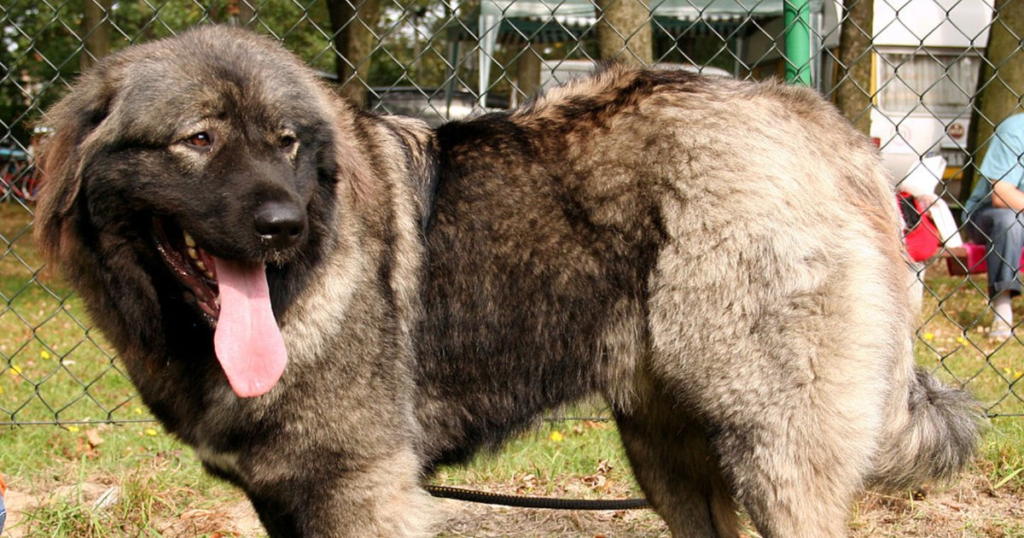 Dog breeds forbidden to shepherds in Miercurea Ciuc: "They are extremely aggressive"