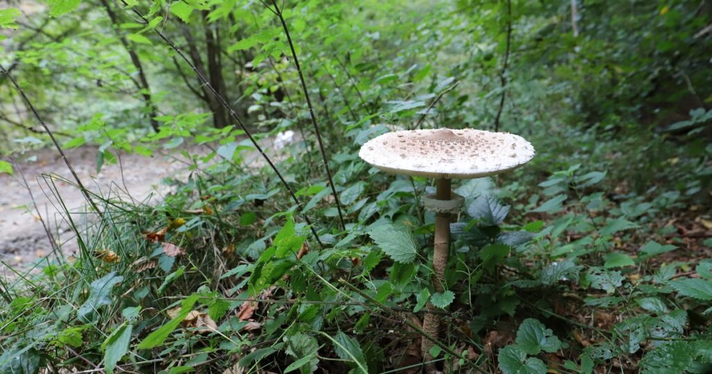 Photo Serpentine sponges, the adornment of Romanian meadows. The secrets of the wild mushroom, seen as the "ideal alternative to meat"
