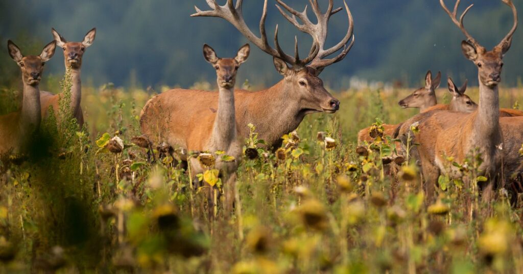 The European country that could ban hunting completely. Can the model also be applied in Romania?
