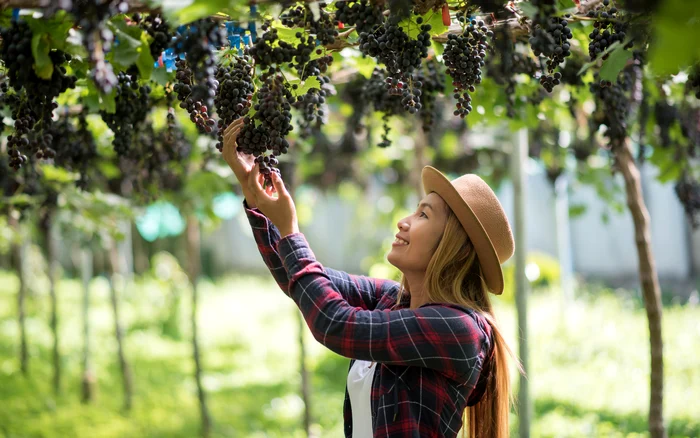 All parts of the grape can be used. Source: Freepik.com