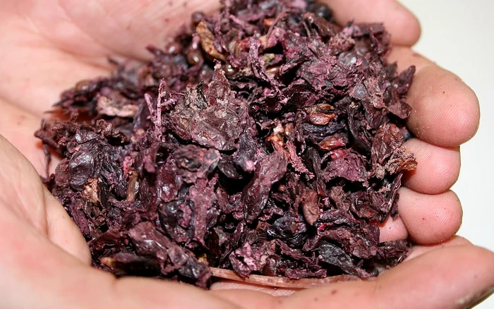 Marc. Photo by Adrian J. Hunter. Wikipedia