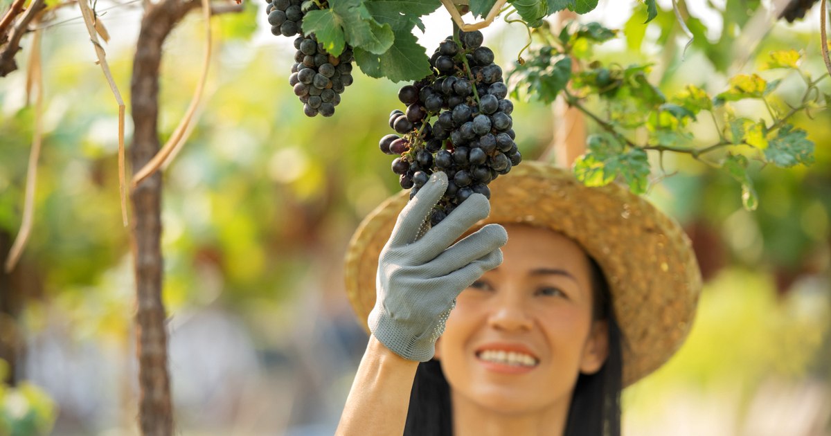The hidden qualities of grape pomace. The most beneficial varieties for health