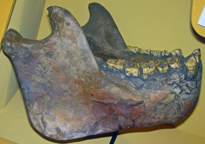 Reconstruction of the mandible of the Gigantopithecus species/PHOTO: Wikipedia
