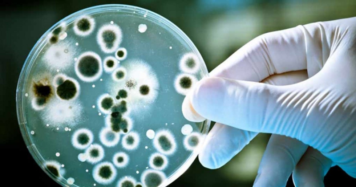 Doctors' warning: Fungal infections are becoming resistant to antifungals. "We will soon find ourselves running out of solutions"