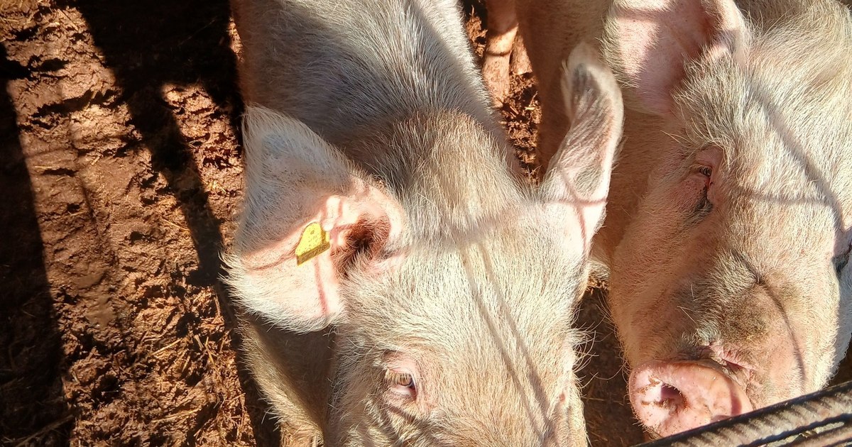 How the competition between the backyard pig and the meat in the store was divided. A semi-open farm, at risk of bankruptcy