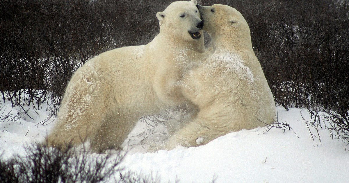 Polar bears are changing their DNA to adapt to global warming. The discovery made in Greenland