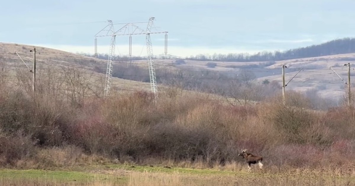Video A mysterious animal disappeared from Romania, caught in the forests of Hunedoara county. What the specialists say about the unexpected discovery