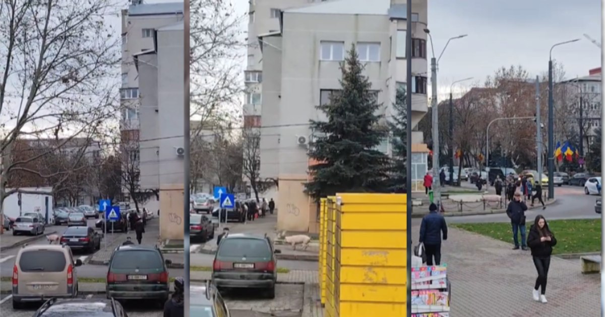 Video A pig tried to save itself before slaughter and ran through the streets of Vaslui, causing chaos and fun