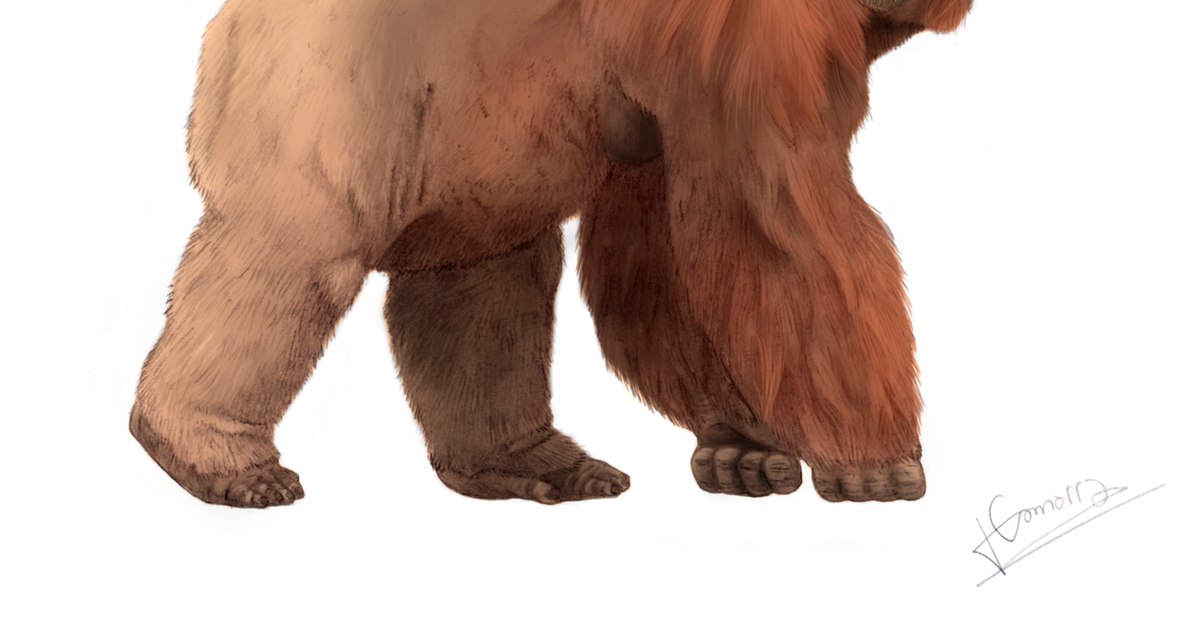 Why did Gigantopithecus, the largest primate that lived on earth hundreds of thousands of years ago, disappear? He was a real King Kong