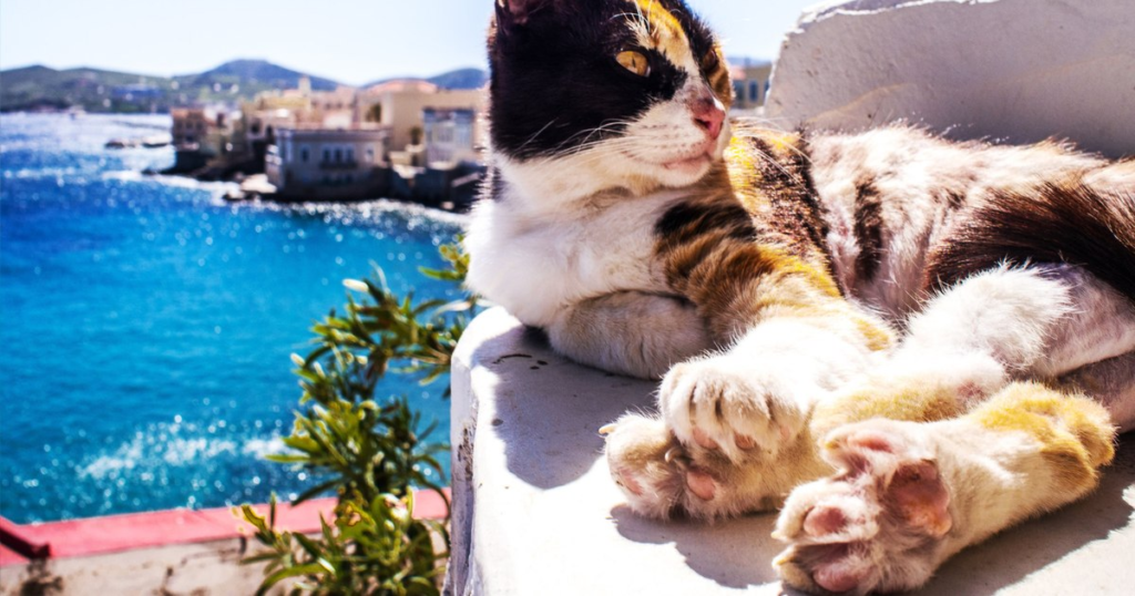 A Greek island is looking for volunteers to care for stray cats. What they offer for free instead