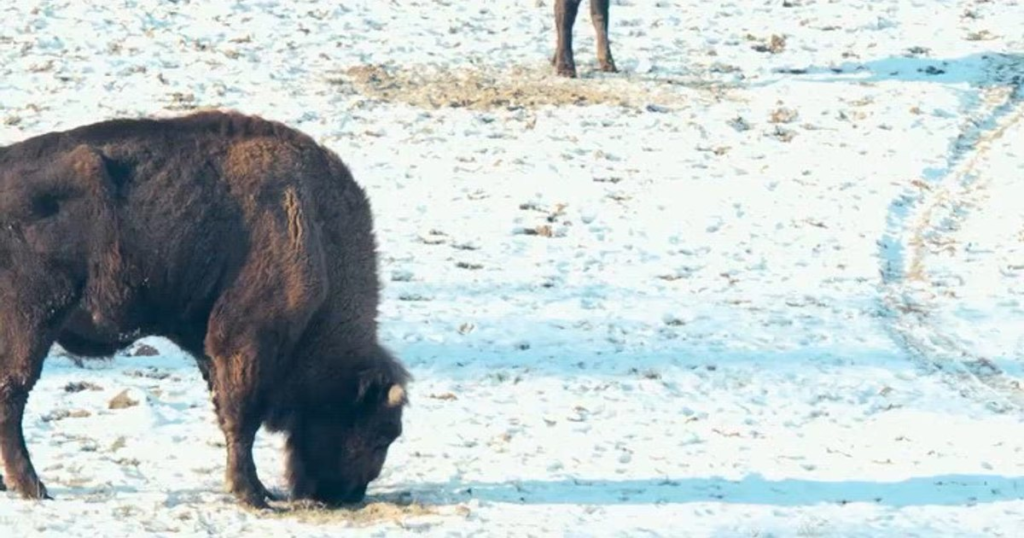 Video A seven-month-old baby bison, the new tenant of the "Neagra" Reserve from Bucșani. Why was Rosia baptized?