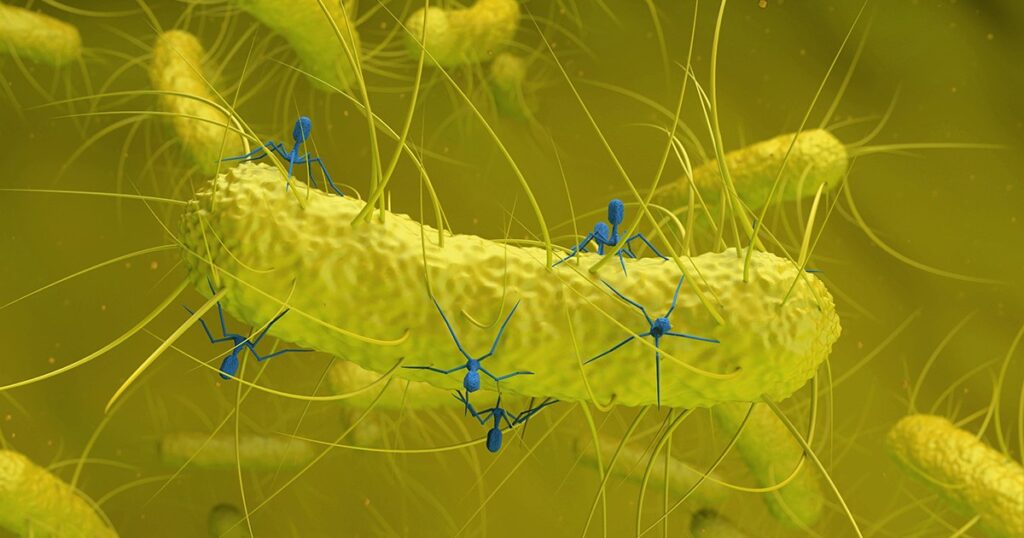 A common bacterium hides an unknown virus that could be linked to cancer