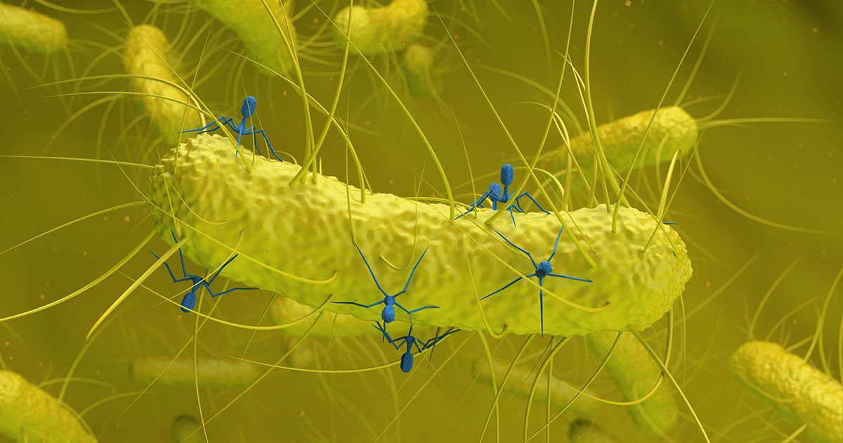 A common bacterium hides an unknown virus that could be linked to cancer