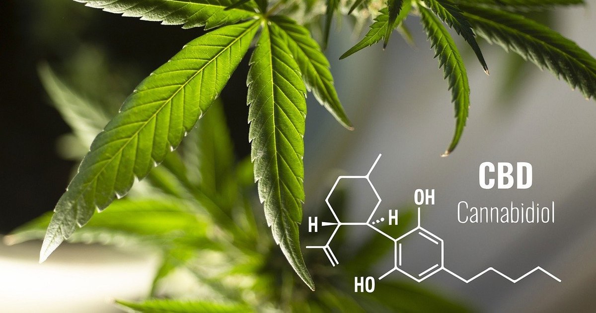 Cannabis, from drug to "new food". A European agency has established the "safe" level of consumption for CBD derived from cannabis