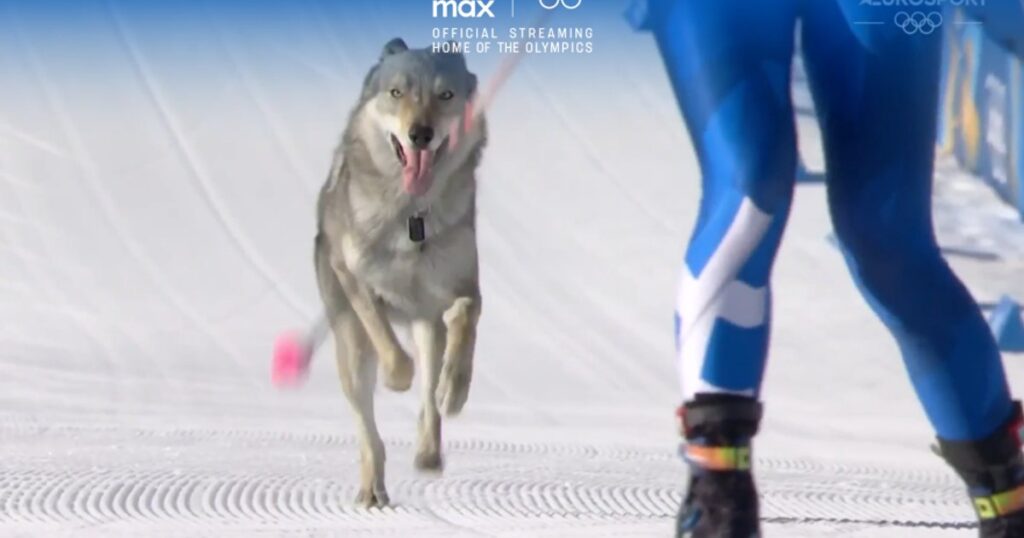 Dog messed up on cross-country ski run at Olympics: 'It was the weirdest thing that's ever happened'