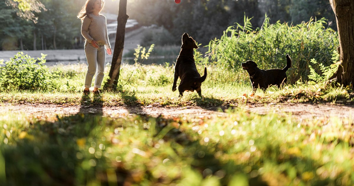 How necessary dog ​​parks are: 'They're not places for people to socialize or stare at their phones'