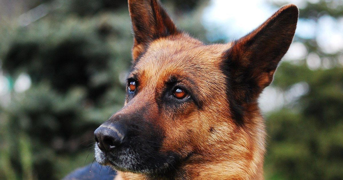The Giurgiu Border Police is giving up a retired service dog for adoption. The German Shepherd is 2 years old