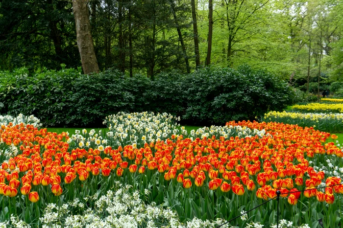 An endless garden. PHOTO: Unsplash