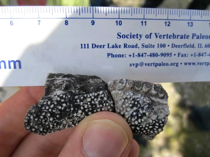 Dinosaur fossils discovered in Brazil PHOTO: Ken Angielczyk/ Field Museum