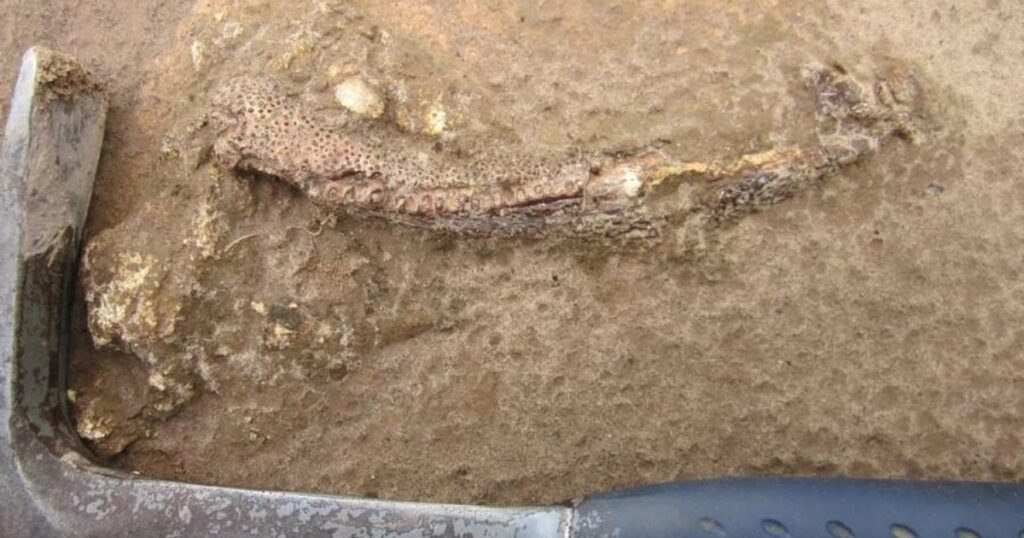 A giant, previously unknown dinosaur discovered in Brazil. Fossils show connections with Europe