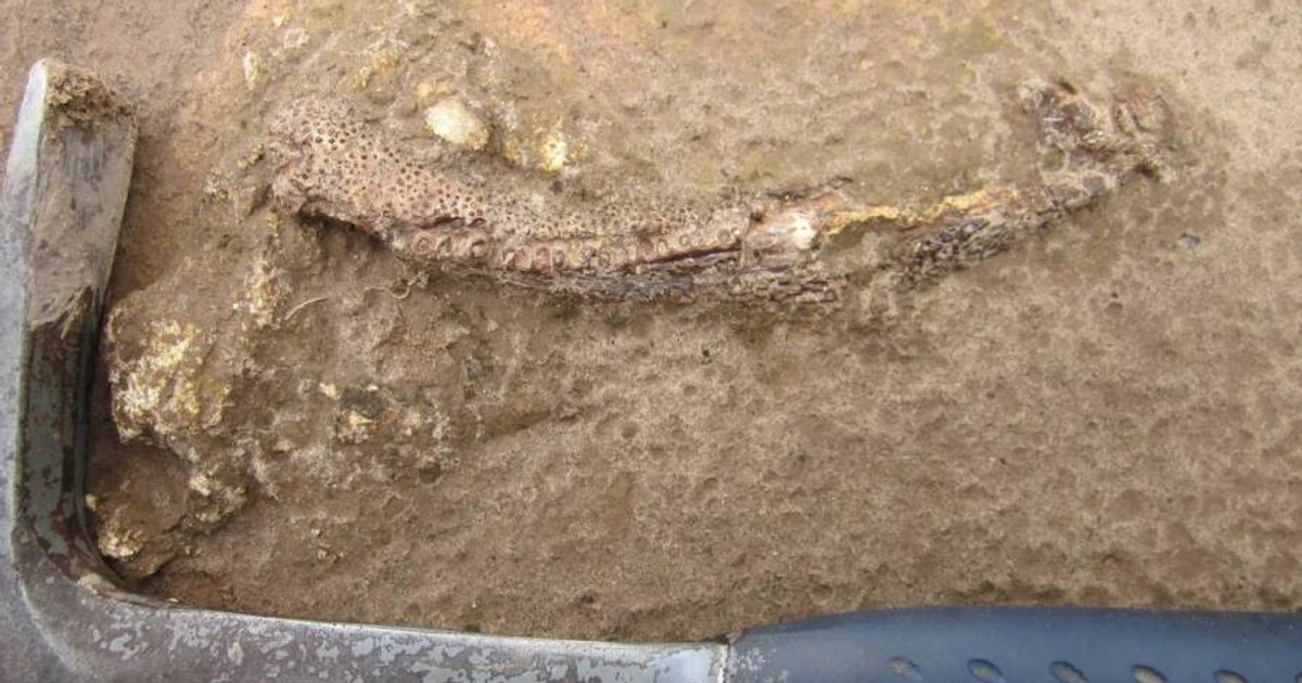 A giant, previously unknown dinosaur discovered in Brazil. Fossils show connections with Europe