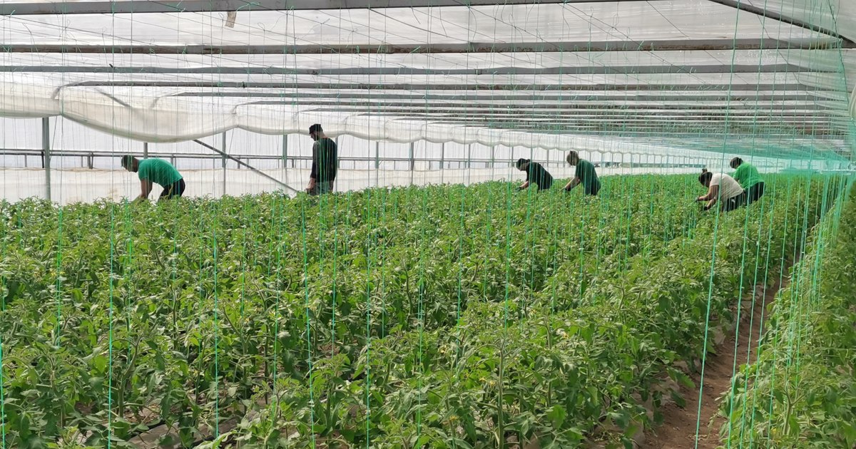 Exclusiv
        Fermierii, buni de plată sau lăsați fără subvenții: „Condiționalitatea socială” devine obligatorie