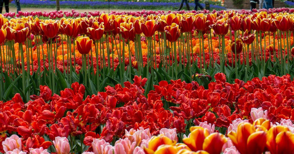 Photo Keukenhof, the garden of Europe. A fragrant escape, among seven million flowers, planned as per the book