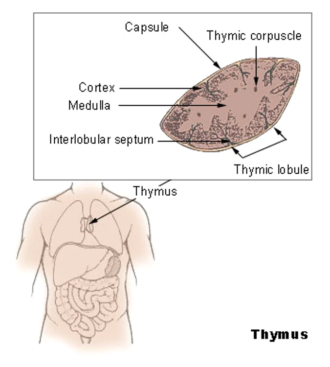 Thymus. Source: Wikipedia
