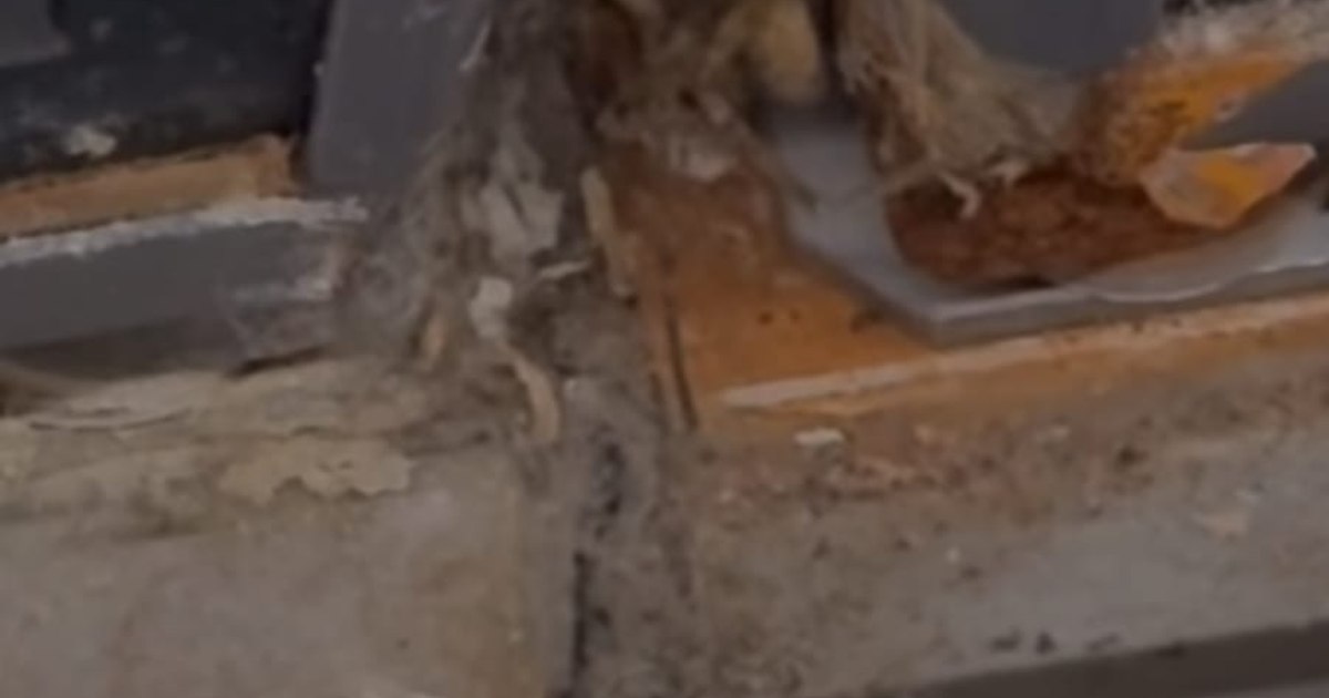 Video Former head of ANPC, shocking images from a store in France. "Other rules work for them"