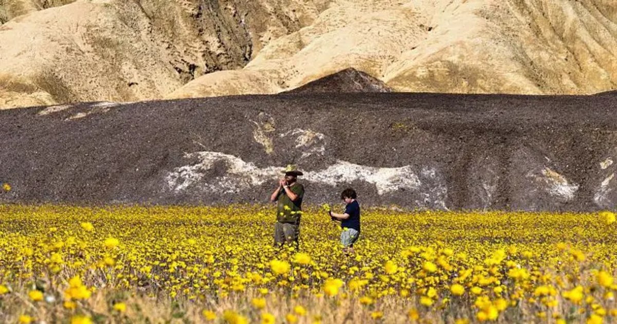 Video The Mystery of Death Valley: How the hottest desert on Earth was covered in thousands of wildflowers. The rare phenomenon that fascinates researchers and visitors