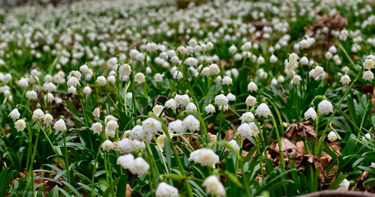 Video The legendary place near Sarmizegetusa Regia, famous for its carpets of wild snowdrops in March