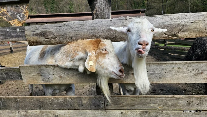 Goats. Photo: Daniel Guță. TRUTH