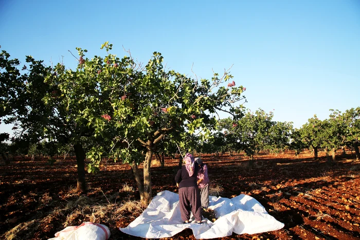 Pistachio plantations. Photo: Daily Sabah