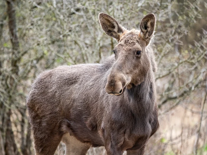 The elk returns to the Romanian forests PHOTO: Photo: Gheorghe Popa