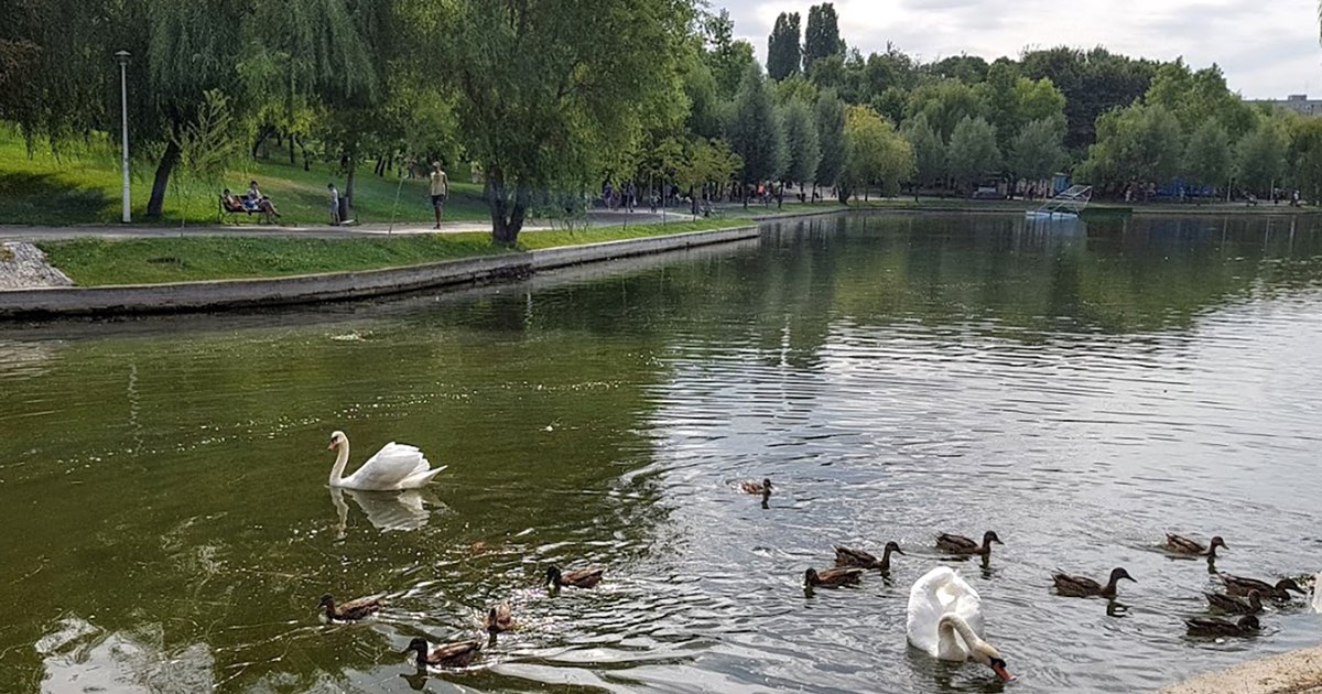 An environmental activist calls for the modification of the GEO for saving green spaces, promoted by Diana Buzoianu: "The approach is wrong"