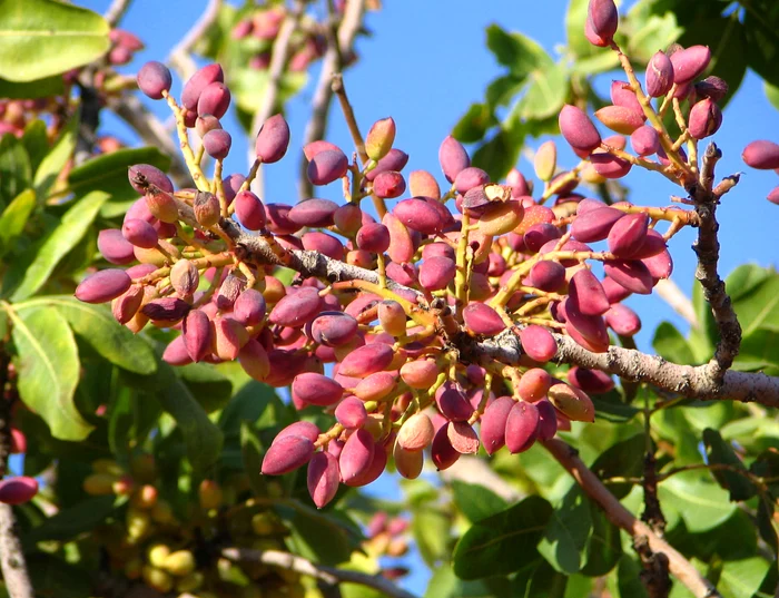 Pistachio. Photo: Gaziantep.tr