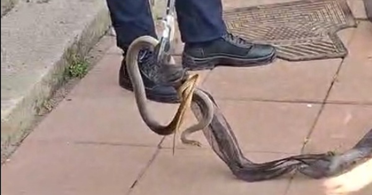 Video A 2-meter long snake was found in the house of a woman from Galati county. Scared, the owner called 112