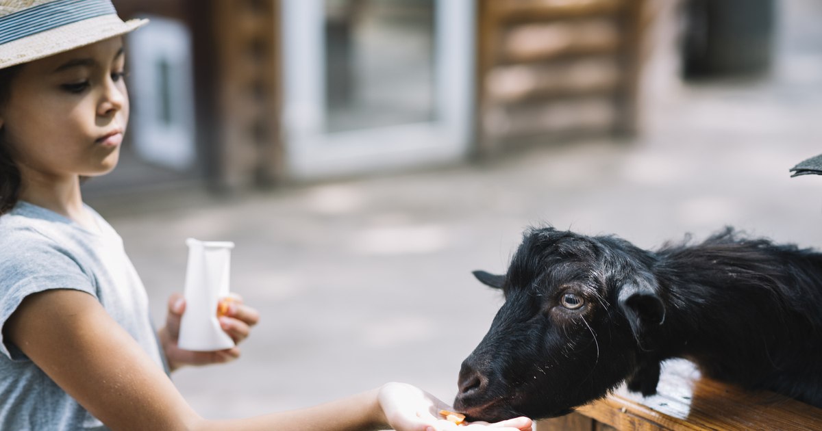 Video Romanians forget the zoos of communism. Farms with friendly animals have become the new stars in tourism