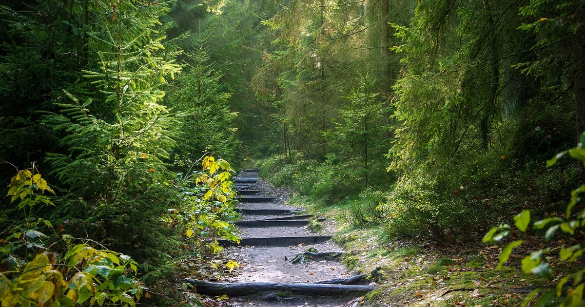 Video The extinct animal that returns to the Romanian forests after more than 200 years: four specimens were brought