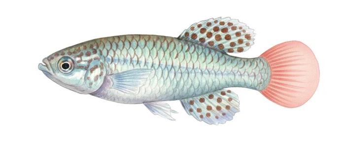 PHOTO: Wikipedia