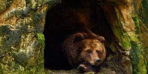 The fears of hikers on the Via Transilvanica. “Romania is full of bears, unfortunately.” How to avoid meeting them
