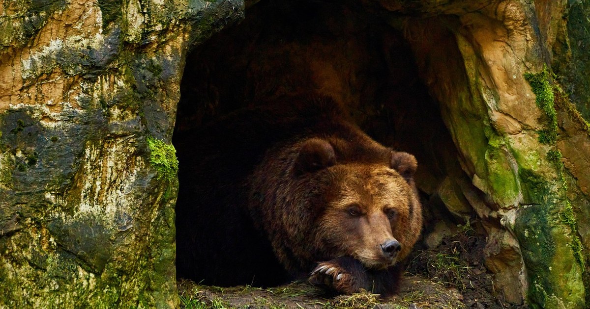 The fears of hikers on the Via Transilvanica. "Romania is full of bears, unfortunately." How to avoid meeting them